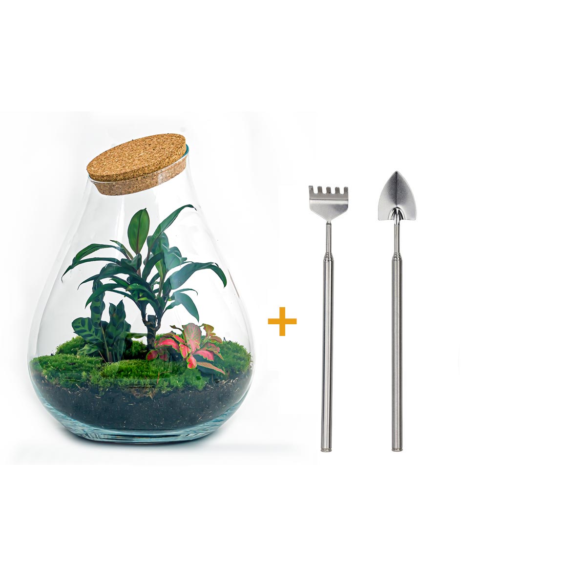 Kit DIY Terrarium • Bonsaï Drop XL Ficus Ginseng • Écosystème avec