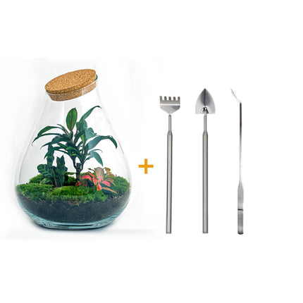 Kit fai da te terrario • Bonsai Drop XL Ficus Ginseng • Ecosistema con piante • ↑ 37 cm