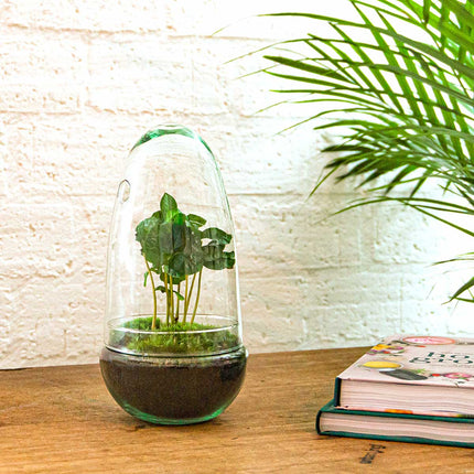 Flaschengarten • Ei Coffea Arabica • Pflanzen im Glas • ↑ 25 cm