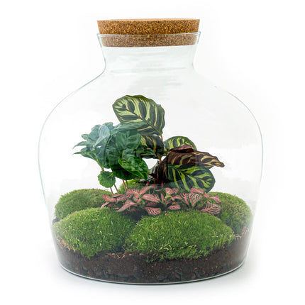 Flaschengarten • Fat Joe Coffea • Ökosystem mit Pflanzen im Glas • ↑ 30 cm