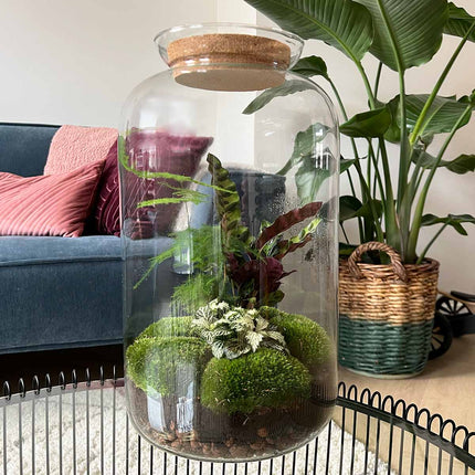 Kit DIY Terrarium • Botanique Sven XL • Écosystème avec plantes • ↑ 43 cm