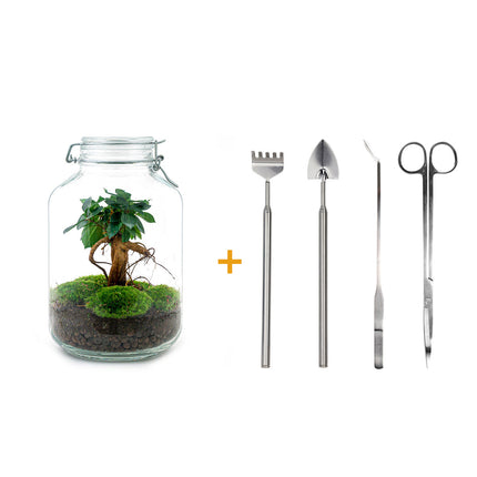 Jar Kit Terrario • Ficus Ginseng bonsai • Ecosistema con plantas • ↑ 28 cm