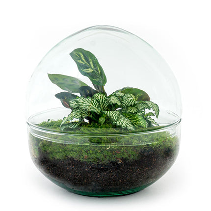 Planten terrarium - Dome - Ecosysteem met planten - ↑ 20 cm
