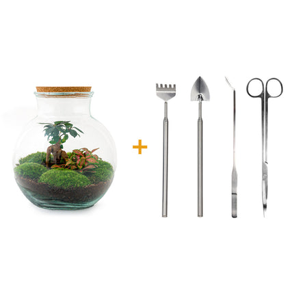 Flaschengarten • Teddy Bonsai • Ökosystem mit Pflanzen im Glas • ↑ 26,5 cm