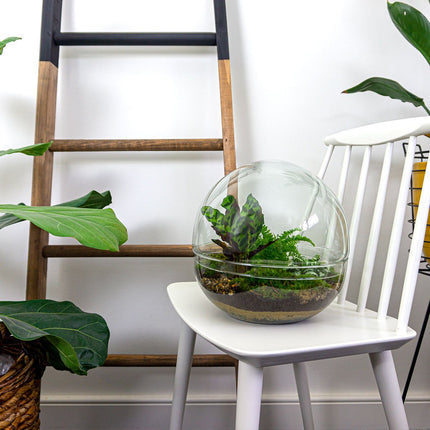 Dome Ecosysteem met planten. Groot rond terrarium voor thuis