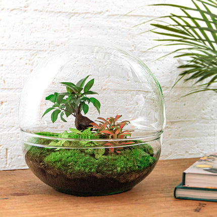 Kit Terrario DIY • Cúpula XL Ficus Ginseng bonsai • Ecosistema con plantas • ↑ 30 cm