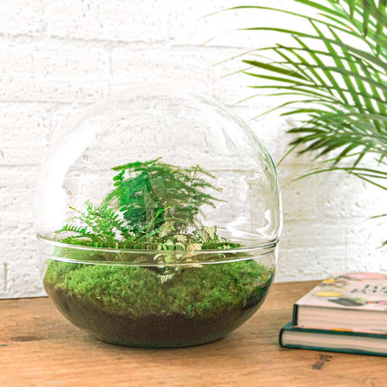 Terrarium DIY Kit - Dome XL - Bottle Garden - ↑ 30 cm