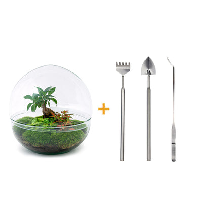 Planten terrarium • Dome XL Ficus Ginseng bonsai • Ecosysteem plant • ↑ 30 cm • DIY