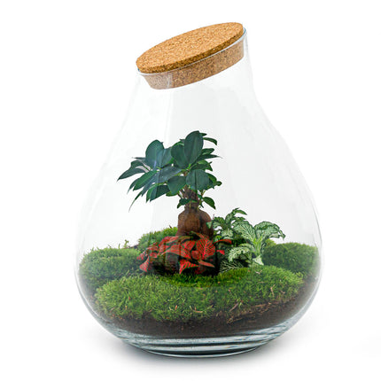 Planten terrarium • Drop XL Ficus Ginseng bonsai • Ecosysteem plan • ↑ 37 cm