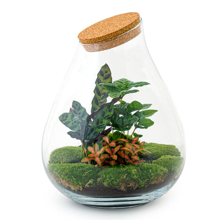 Flaschengarten • Drop XXL Rot • Ökosystem mit Pflanzen im Glas • ↑ 43 cm