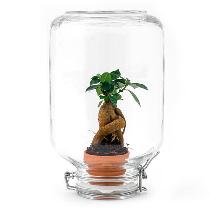 Easyplant • Ficus Ginseng Bonsai • Flaschengarten Paket