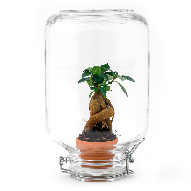 Terrarium DIY Kit - Sammie - Bottle Garden - ↑ 27 cm