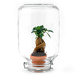 Easyplant • Ficus Ginseng bonsai • Planten terrarium