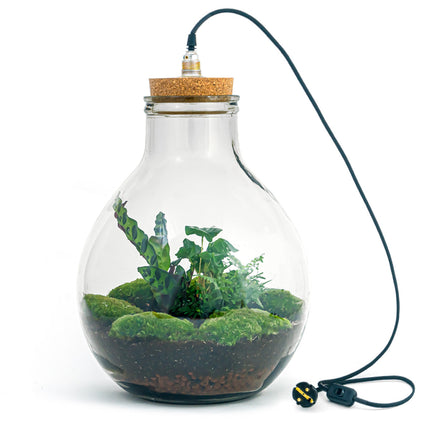 Terrarium DIY Kit • Big Paul Jungle • Closed Ecosystem with plants • ↑ 42/52 cm