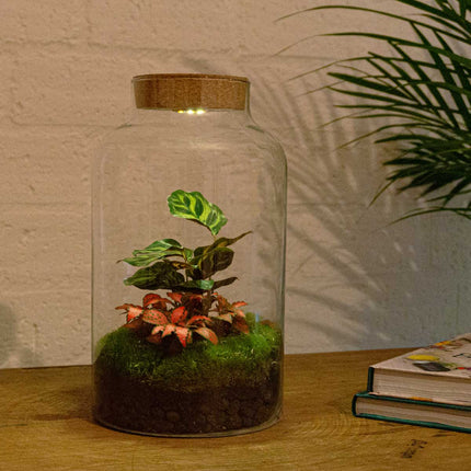 Planten terrarium • Milky Calathea met lamp • Ecosysteem plant met licht •↑ 31 cm