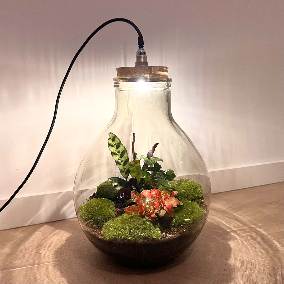 Terrarium DIY Kit- Sam Coffea with Light - Bottle garden - ↑ 30 cm