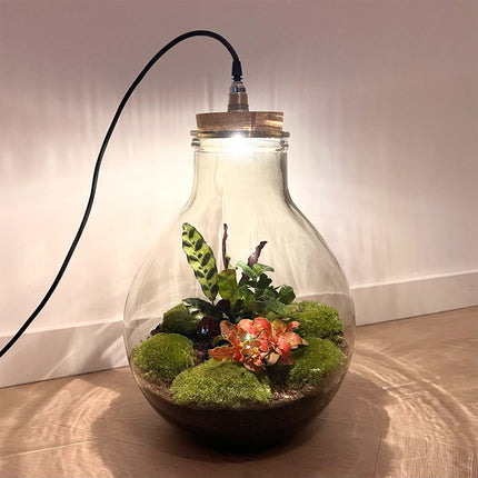 Terrarium DIY Kit • Big Paul Red with led light • Closed Ecosystem with plants • ↑ 52 cm