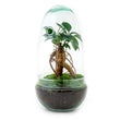 Flaschengarten • Egg bonsai • Pflanzen im Glas • ↑ 25 cm
