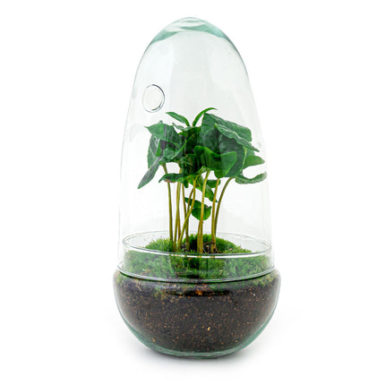 Kit de bricolaje para terrario • Egg Coffea Arabica • Ecosistema con plantas • ↑ 25 cm