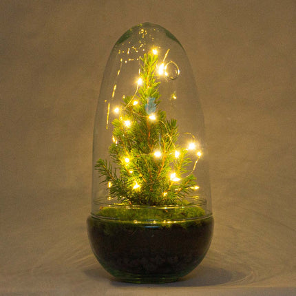 Egg Christmas - Pflanzenterrarium mit Weihnachtsbaum und Beleuchtung - ↑ 25 cm