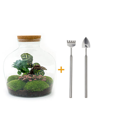 Kit fai da te terrario • Fat Joe Coffea • Ecosistema con piante • ↑ 30 cm