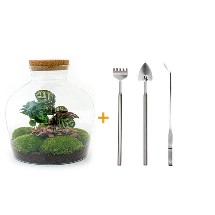 Planten terrarium • Fat Joe Coffea • Ecosysteem plant • ↑ 30 cm