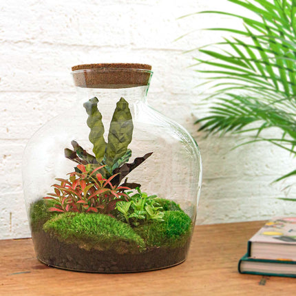 Terrarium DIY Kit • Fat Joe Red • Ecosystem with plants • ↑ 30 cm