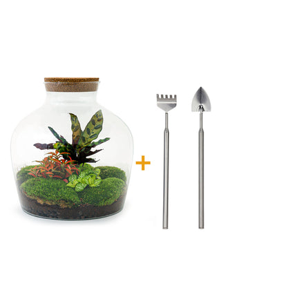 Kit fai da te terrario • Fat Joe Red • Ecosistema con piante • ↑ 30 cm