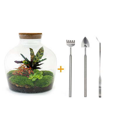 Terrarium DIY Kit • Fat Joe Red • Ecosystem with plants • ↑ 30 cm