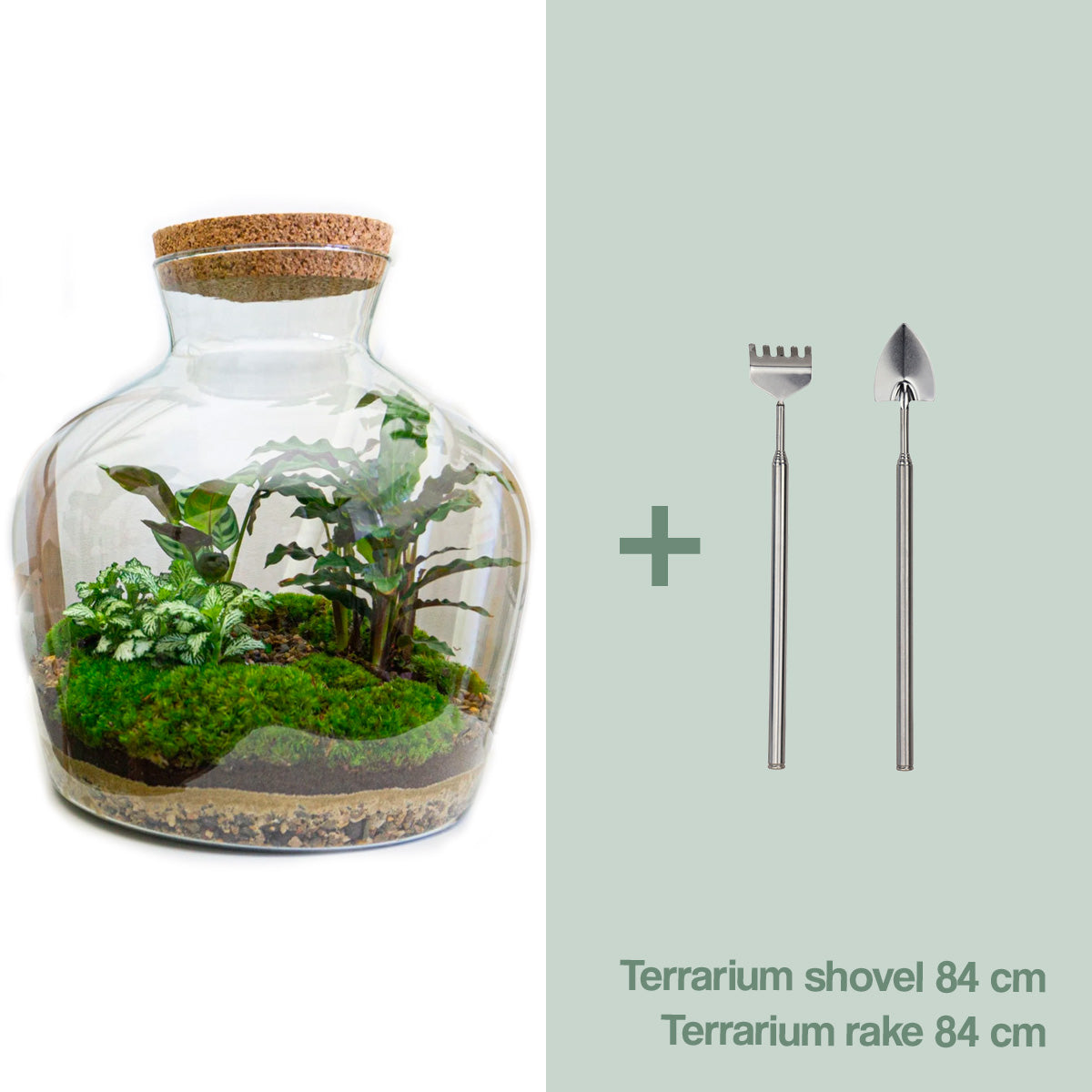 Forest Terrarium Moss Kit - Urban Roots