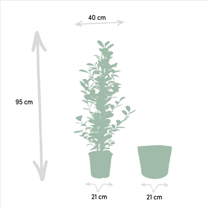 Ficus microcarpa Moclame + Mand Selin - 95 cm - Ø 21cm