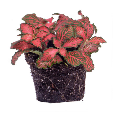 Fittonia red - Mozaïek plant