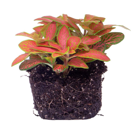  Fittonia Orange - Pink - Ruby Lime - Mosaikpflanze
