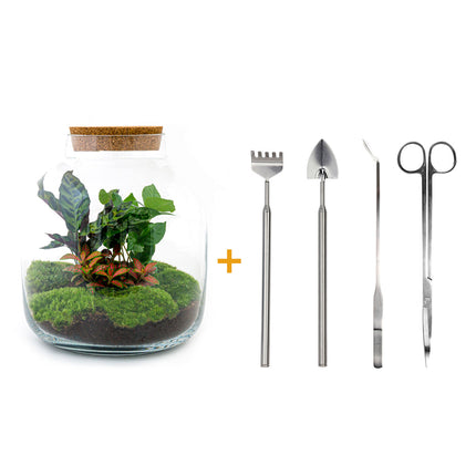 Terrarium DIY Kit • Billie Botanical • Ecosystem with plants • ↑ 30 cm