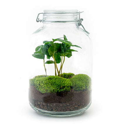 Kit Terrario Jar • Coffea Arabica • Ecosistema con plantas • ↑ 28 cm