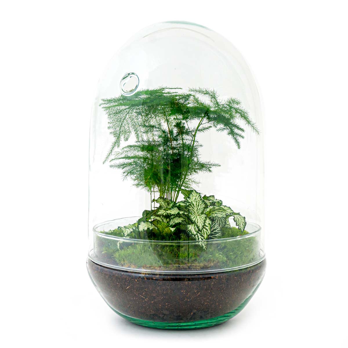 https://urbanjngl.com/cdn/shop/products/flaschengarten-diy-terrarium-kit.jpg?v=1666684776