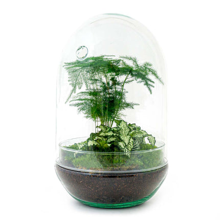 Planten terrarium • Egg XL • DIY - Ecosysteem in Glazen ei • ↑ 30 cm