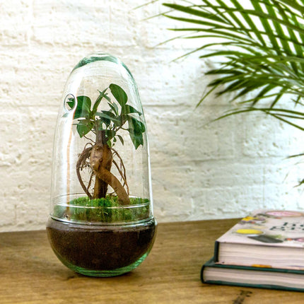 Planten terrarium • Egg Bonsai • Ecosysteem in glazen ei • ↑ 25 cm