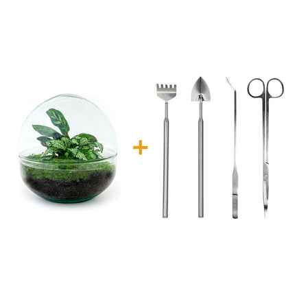 Kit DIY Terrarium • Dôme • Écosystème avec plantes • ↑ 20 cm