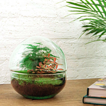 Flaschengarten • Dome Rot • Ökosystem mit Pflanzen im Glas • ↑ 20 cm