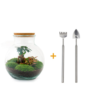 Flaschengarten • Teddy Bonsai • Ökosystem mit Pflanzen im Glas • ↑ 26,5 cm