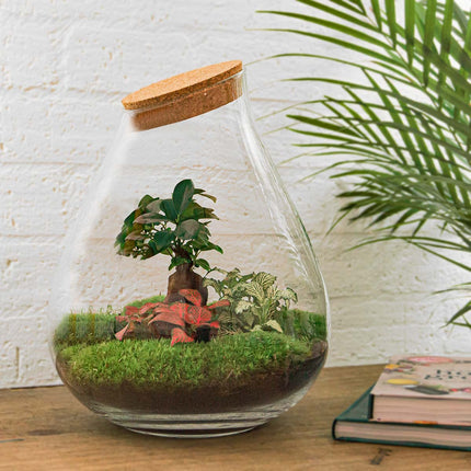 Flaschengarten - Drop XL Ficus Ginseng Bonsai - Ökosystem mit Pflanzen im Glas - ↑ 37 cm
