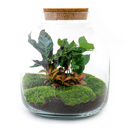 Flaschengarten • Billie Botanical • Ökosystem mit Pflanzen im Glas • ↑ 30 cm