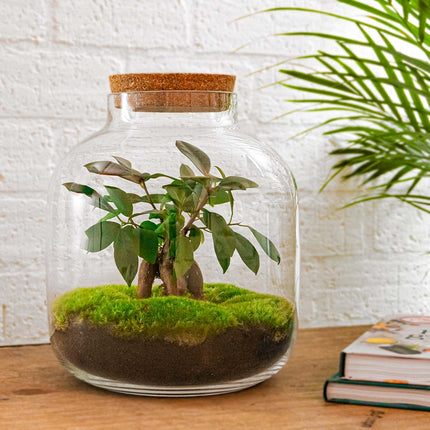 Kit fai da te terrario • Billie Bonsai • Ecosistema con Ficus Bonsai • ↑ 29 cm
