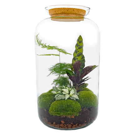 Planten terrarium • Botanisch Sven XL • Ecosysteem plant • ↑ 43 cm
