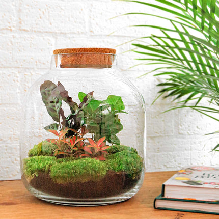 Kit de bricolaje para terrario • Billie Bonsai • Ecosistema con Ficus Bonsai • ↑ 29 cm