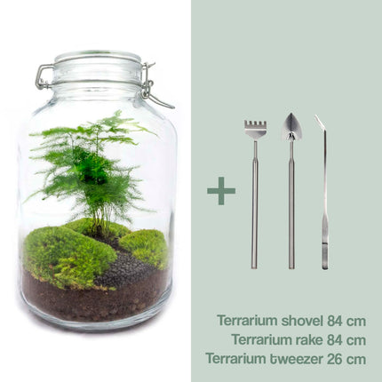 Planten terrarium - Jar asparagus - Ecosysteem plant - ↑ 28 cm