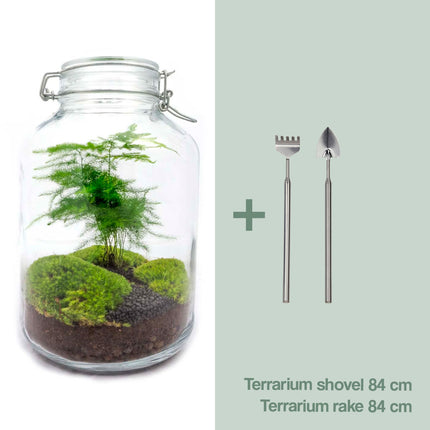 Jar Terrarium Kit - Asparagus - Bottle Garden - ↑ 28 cm