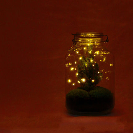 Pot - Tafelkerstboom - Plantenterrarium - ↑ 28 cm - Met verlichting
