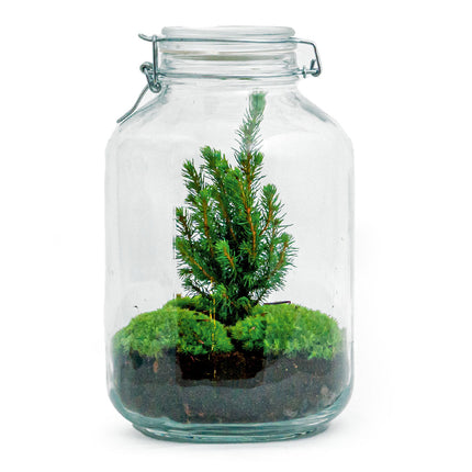 Pot - Tafelkerstboom - Plantenterrarium - ↑ 28 cm - Met verlichting
